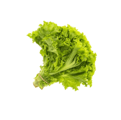 lettuce-image